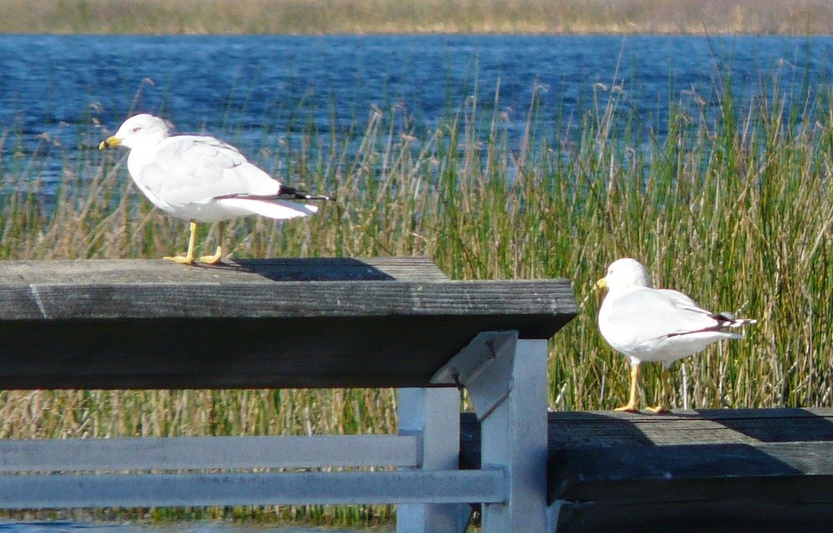 Ring-billed Gull - ML614164791