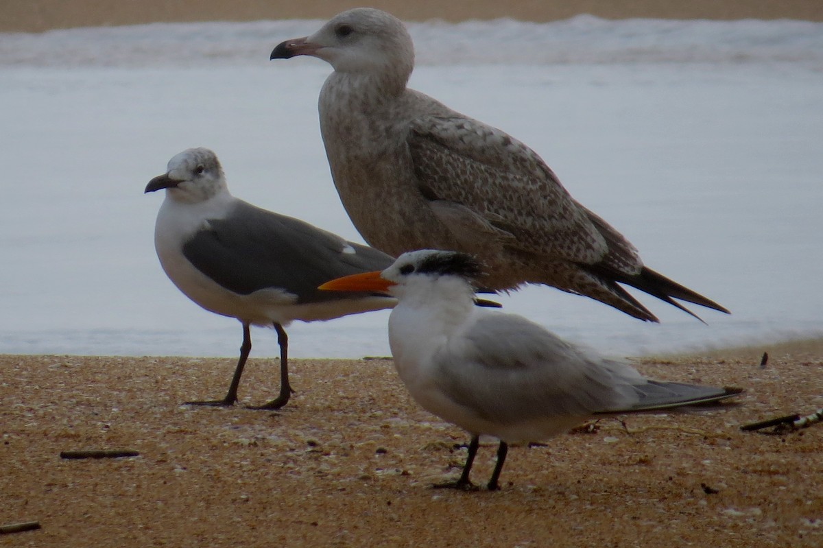 Royal Tern - ML614164806
