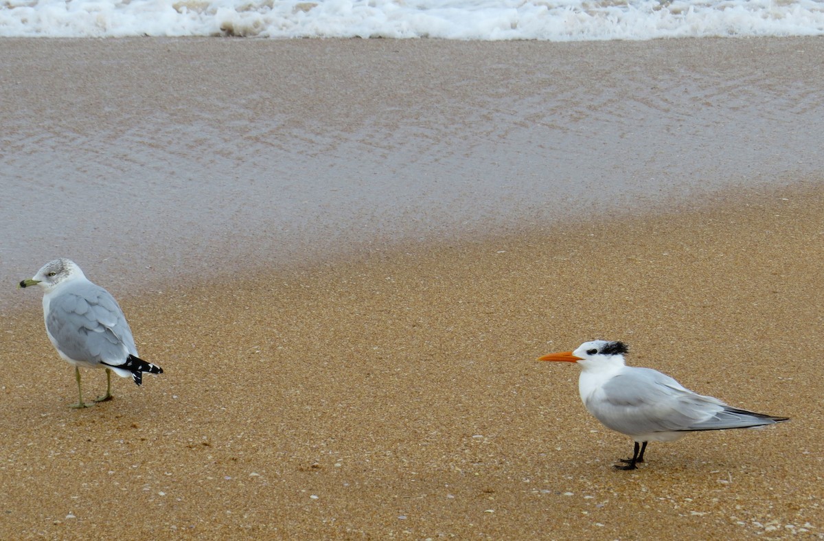 Royal Tern - ML614164807