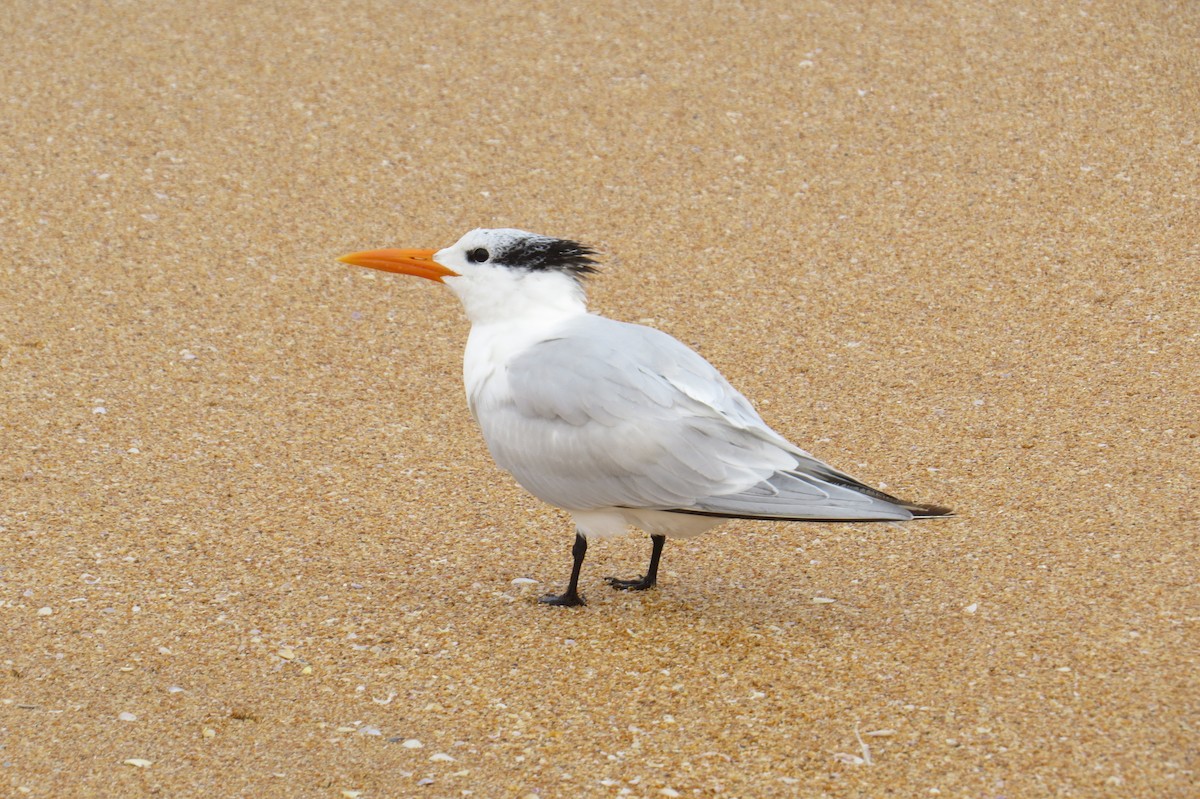 Royal Tern - ML614164808