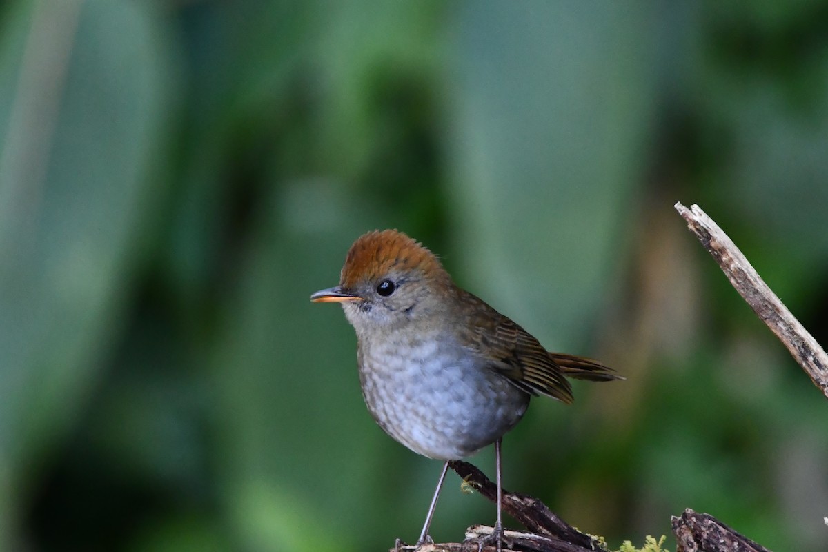 Ruddy-capped Nightingale-Thrush - ML614164814