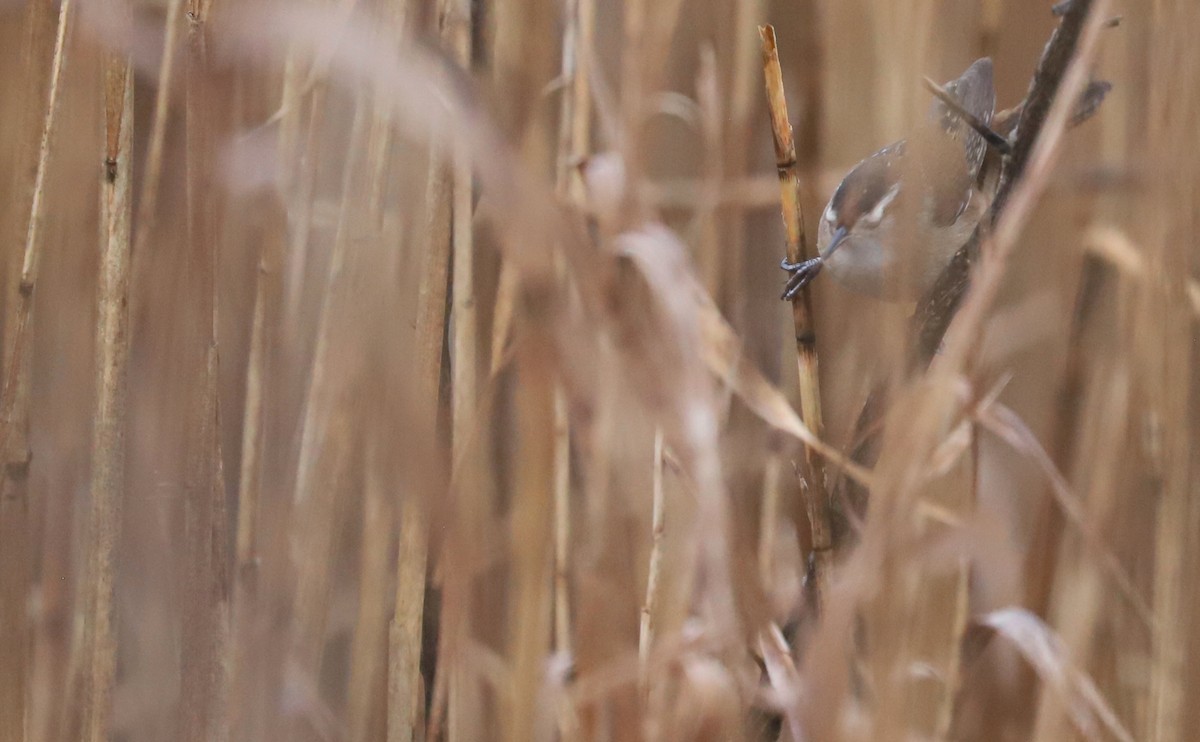 Marsh Wren (palustris Group) - ML614164880