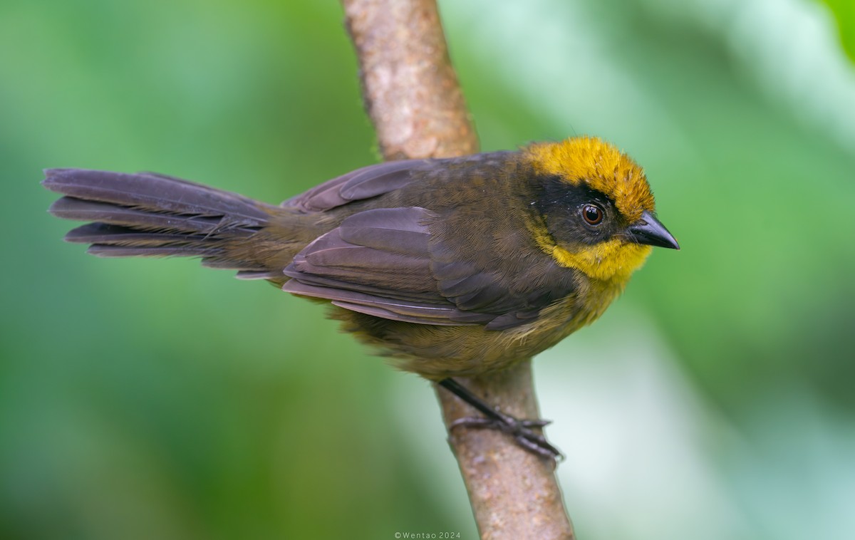 Choco Brushfinch - Wentao Yang