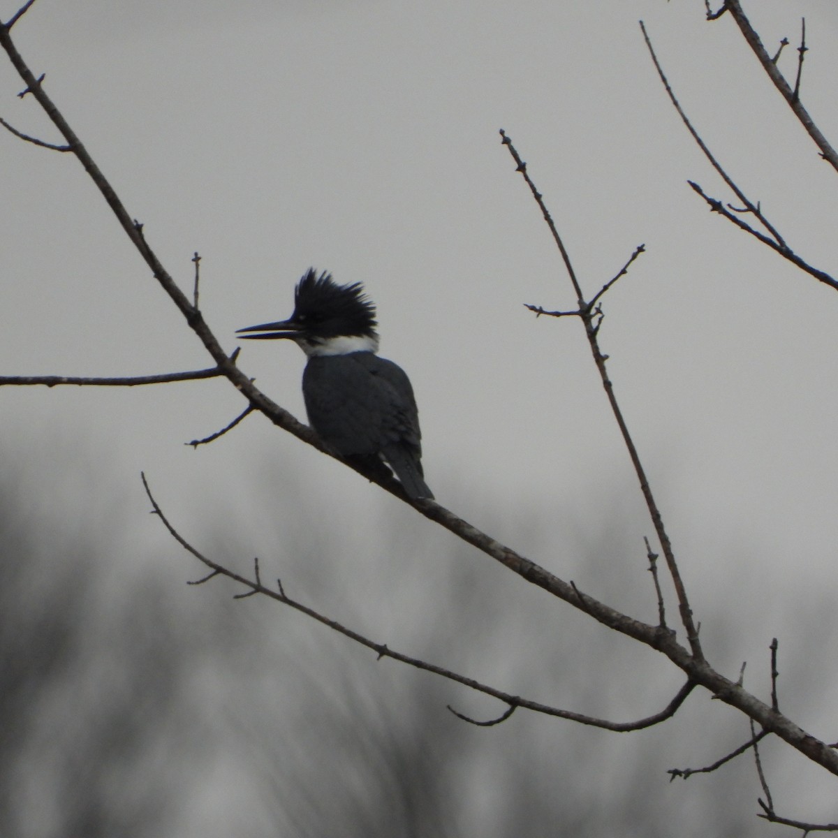 Belted Kingfisher - ML614164978