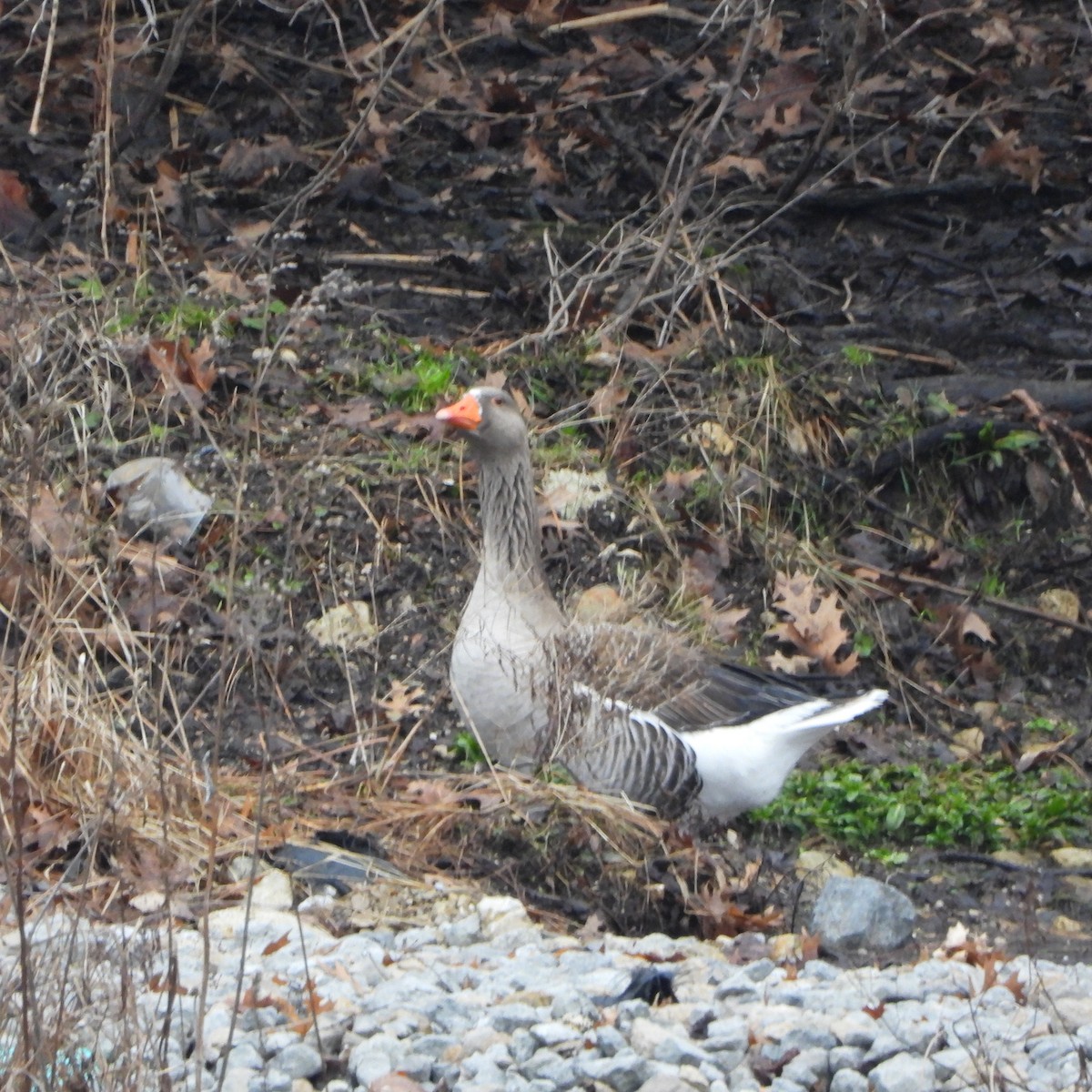 Graylag Goose (Domestic type) - Cathy Hagstrom