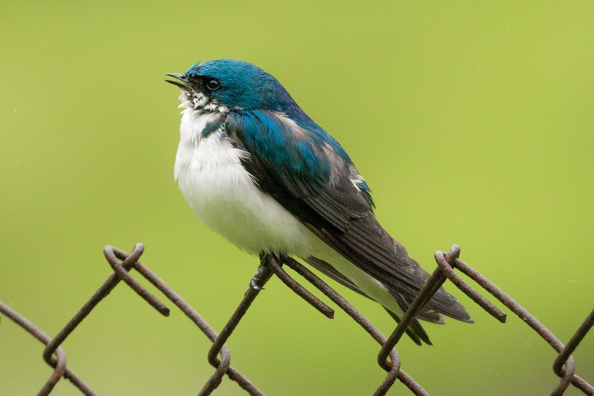 Golondrina Bicolor - ML61416501