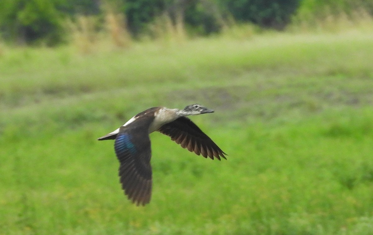 Knob-billed Duck - Morten Winther Dahl