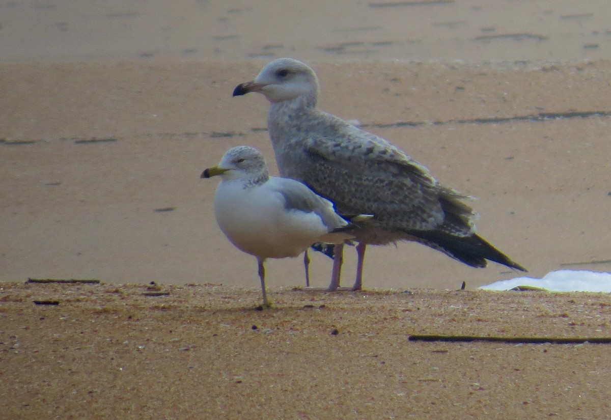 American Herring Gull - ML614165036