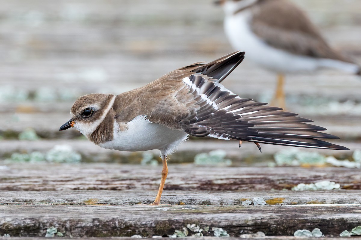 Semipalmated Plover - ML614165042