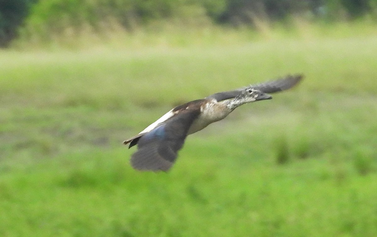 Knob-billed Duck - ML614165054