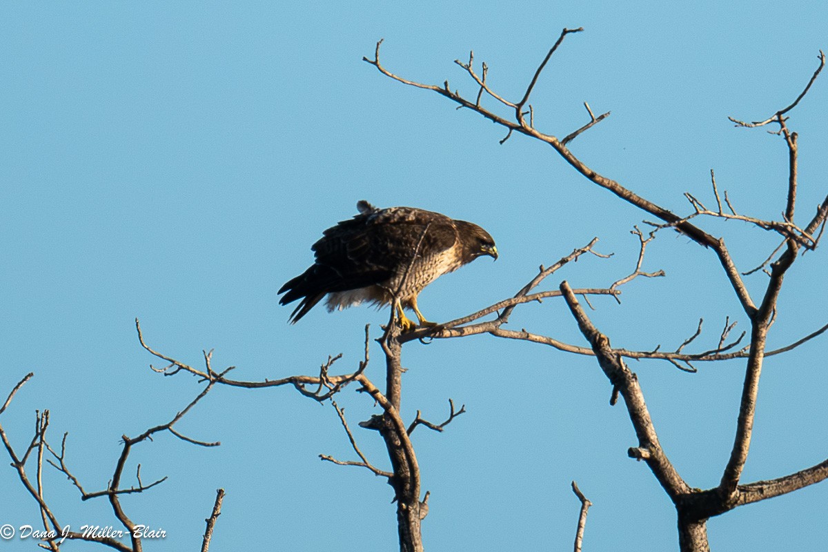 Rotschwanzbussard - ML614165102