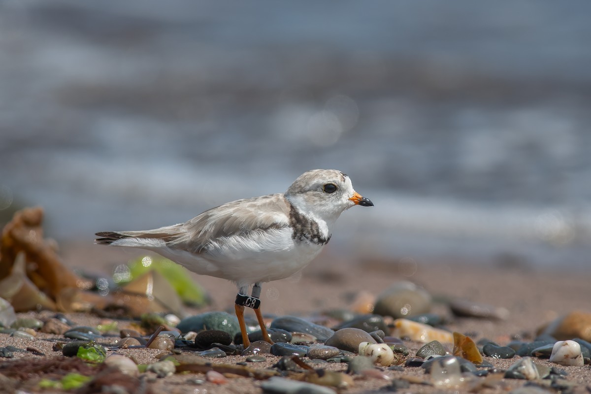Piping Plover - ML614165139