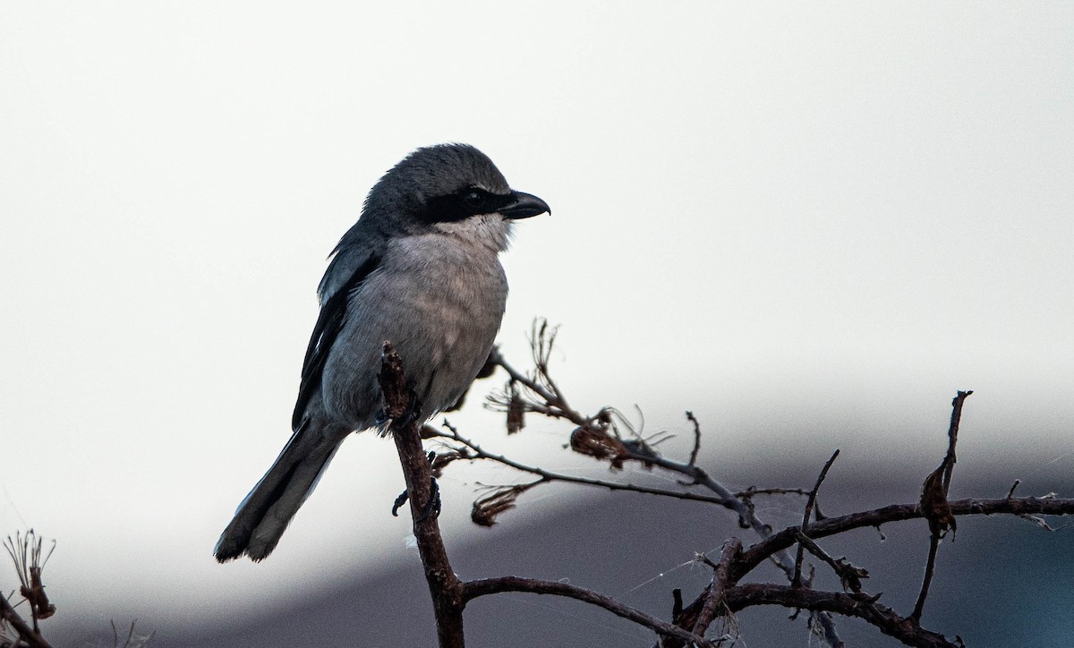 Loggerhead Shrike - ML614165273