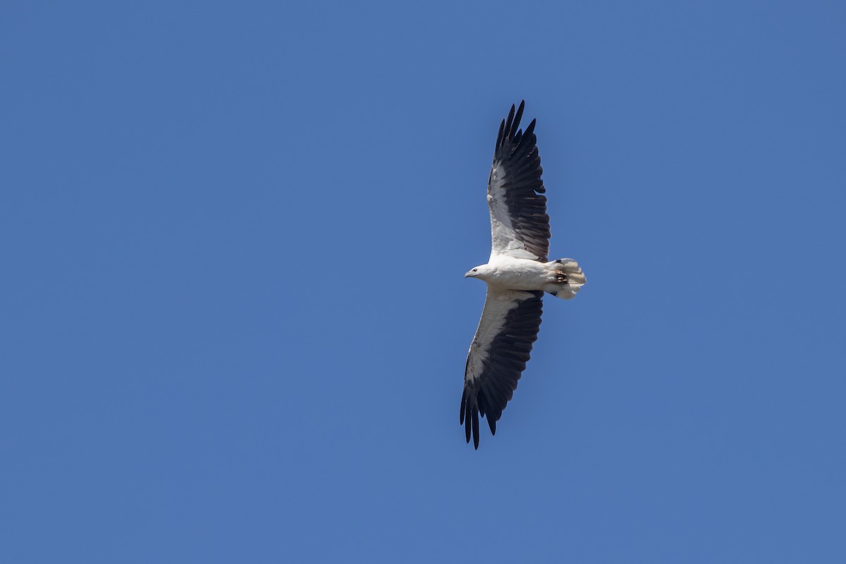 White-bellied Sea-Eagle - ML614165299