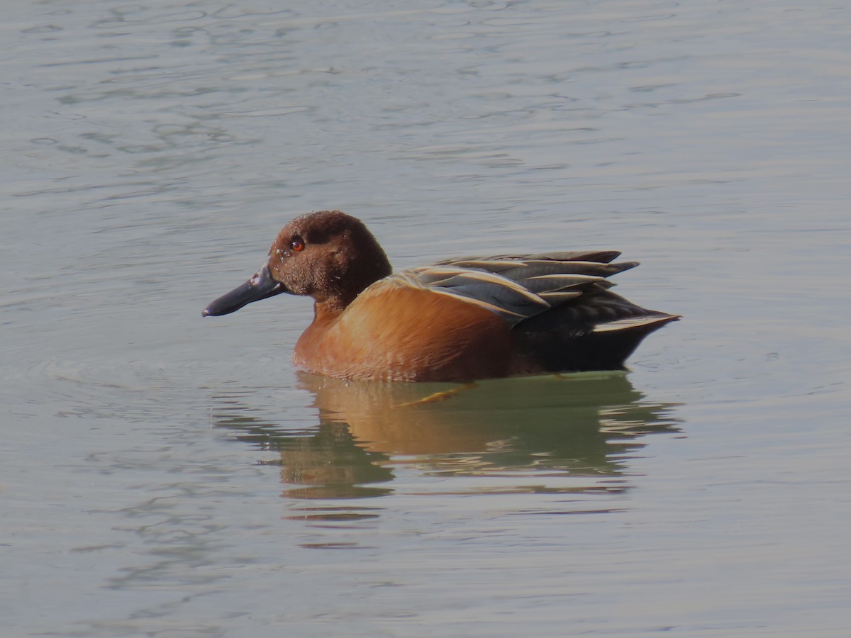 Cinnamon Teal - ML614165369