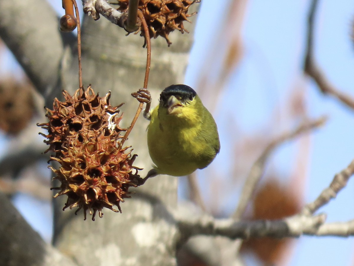 Lesser Goldfinch - ML614165391