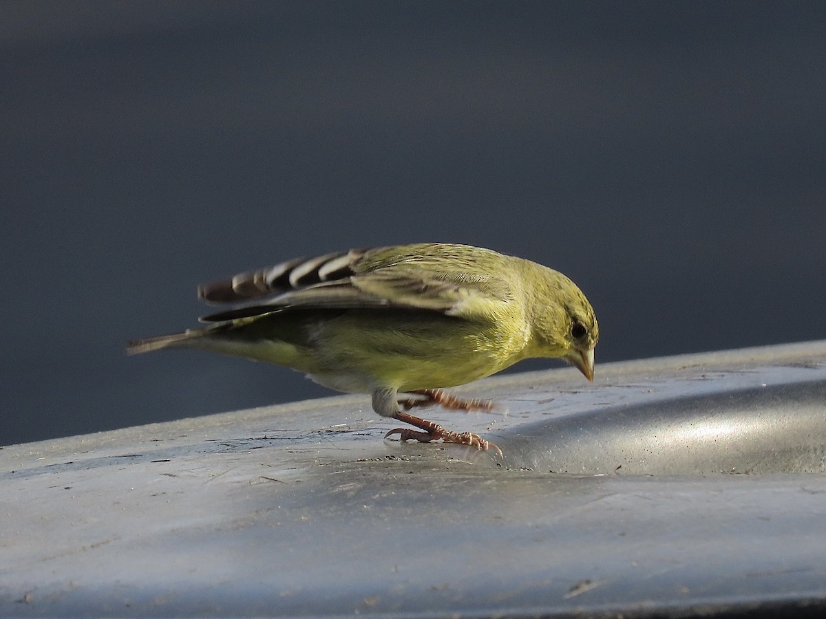 Lesser Goldfinch - ML614165392