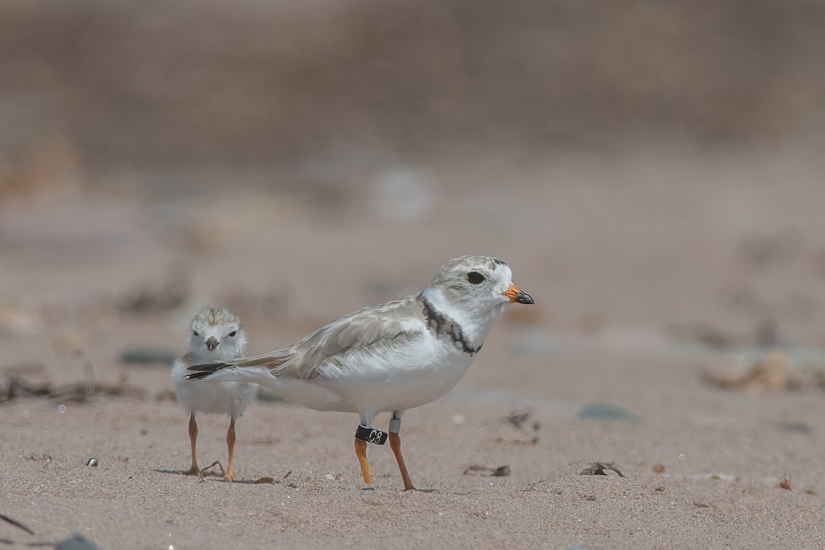 Piping Plover - ML614165408