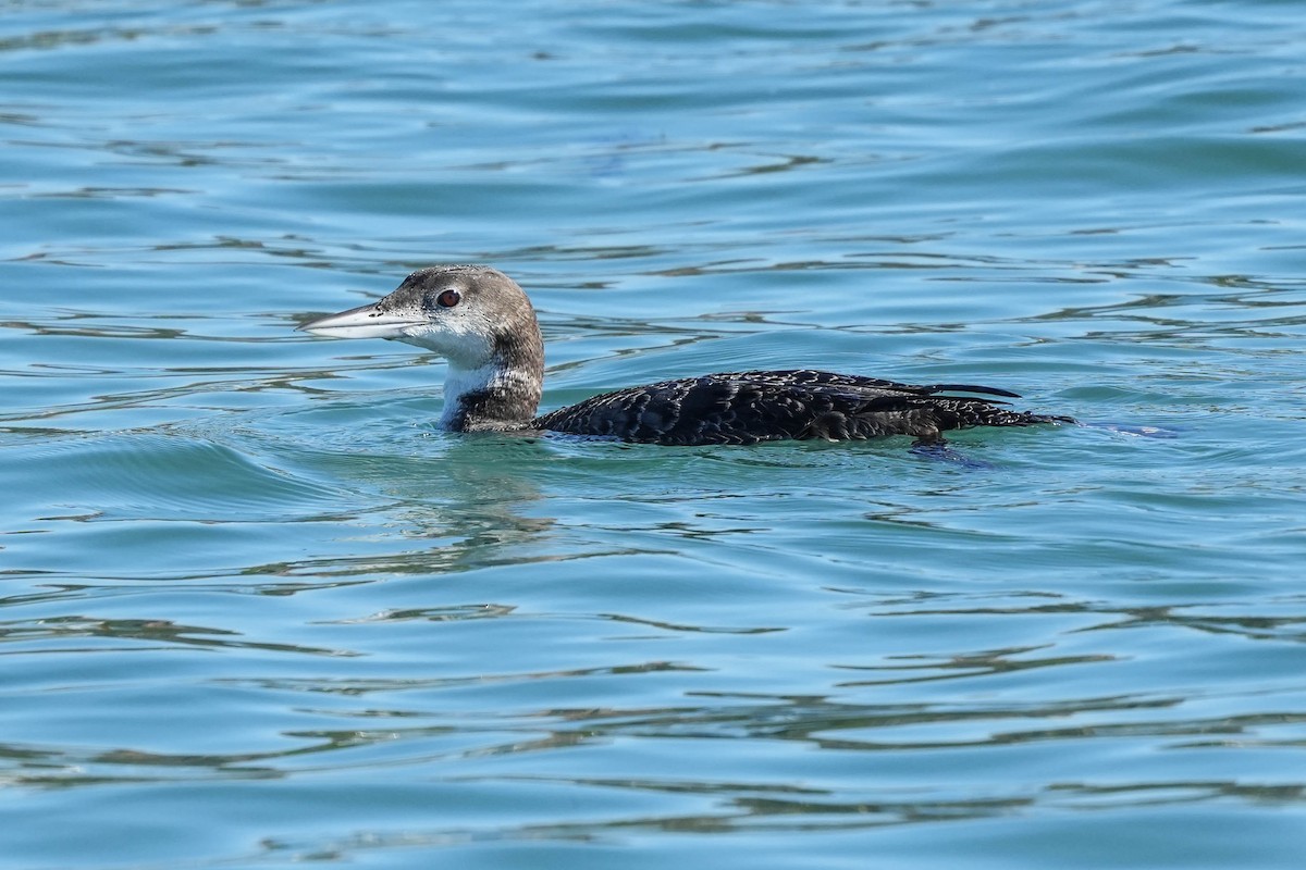 Common Loon - ML614165487