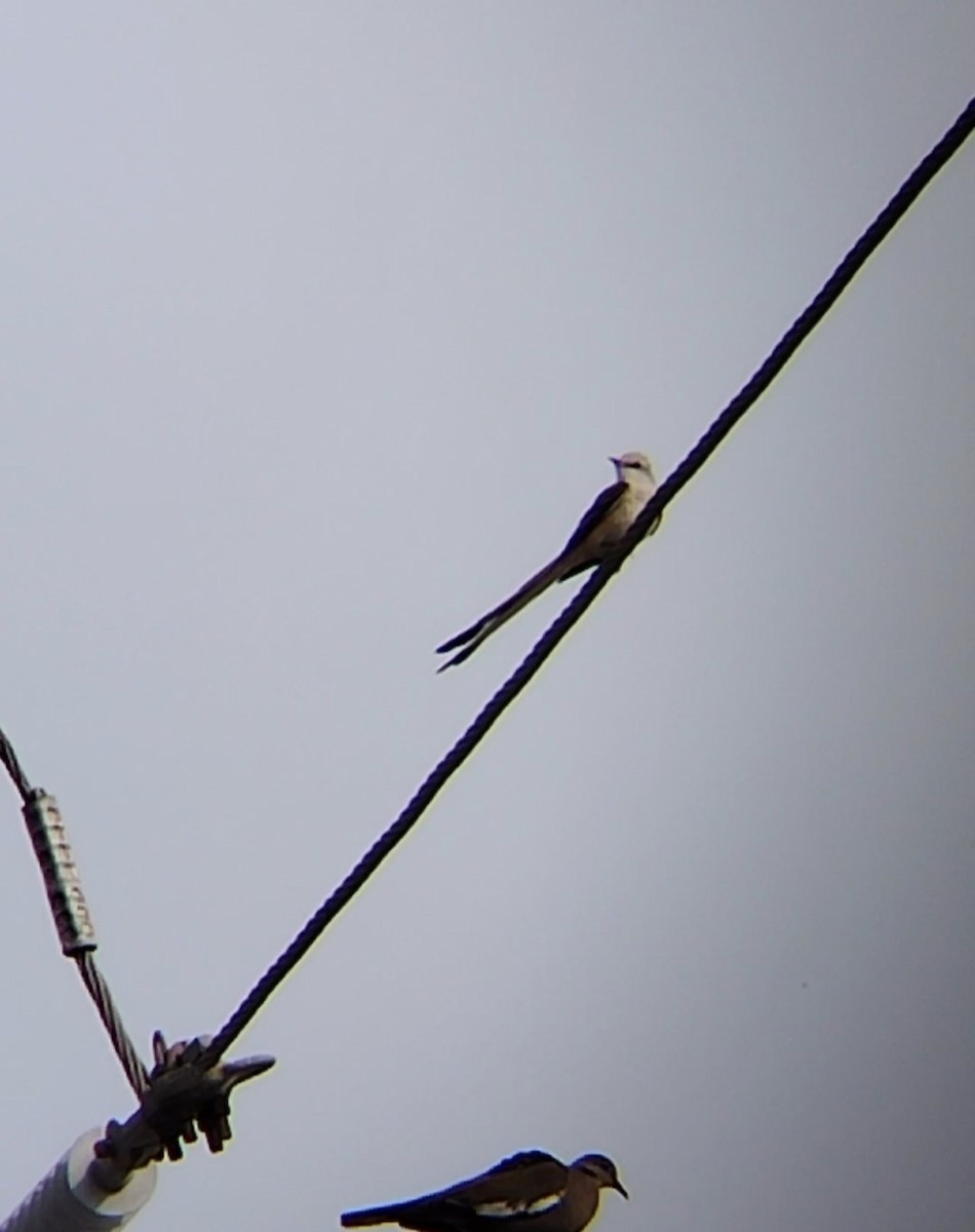 Scissor-tailed Flycatcher - José Ramón Avalos