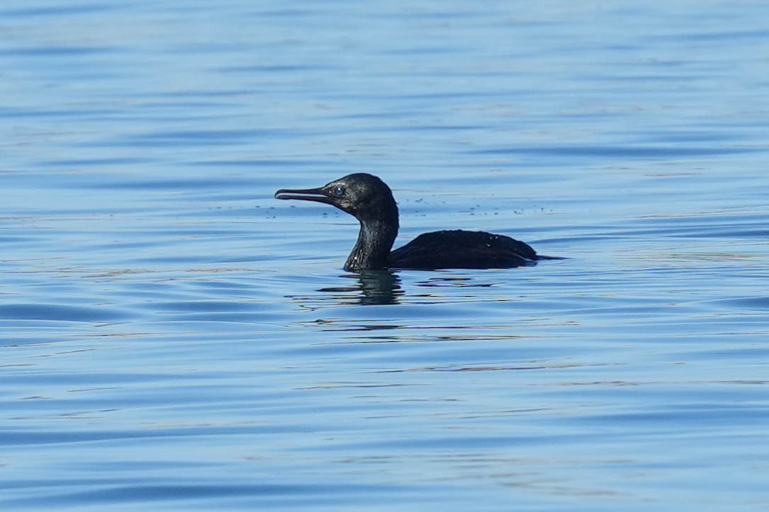 Pelagic Cormorant - ML614165508