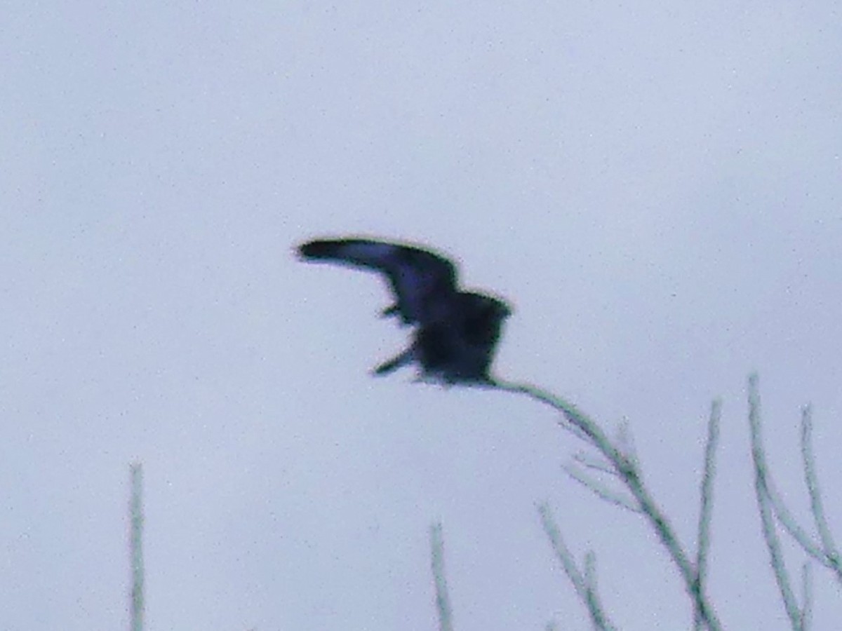 Rough-legged Hawk - ML614165572