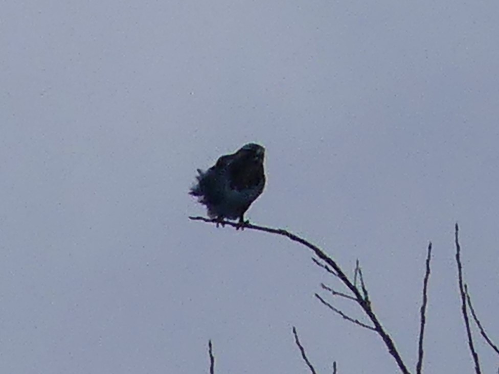 Rough-legged Hawk - ML614165574