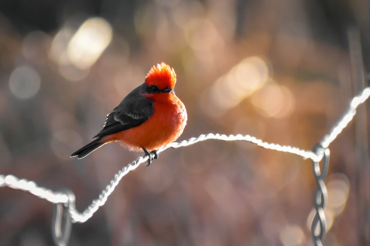 Vermilion Flycatcher (Northern) - ML614165630