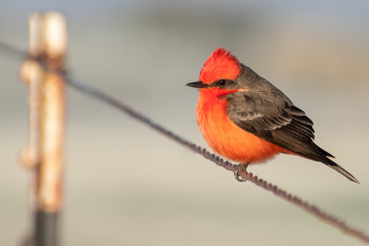 Vermilion Flycatcher (Northern) - Eric Konkol