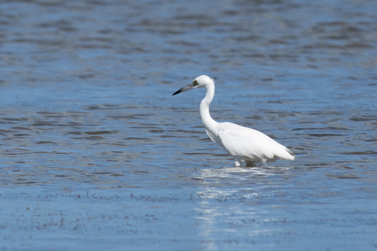 Little Blue Heron - ML614165675