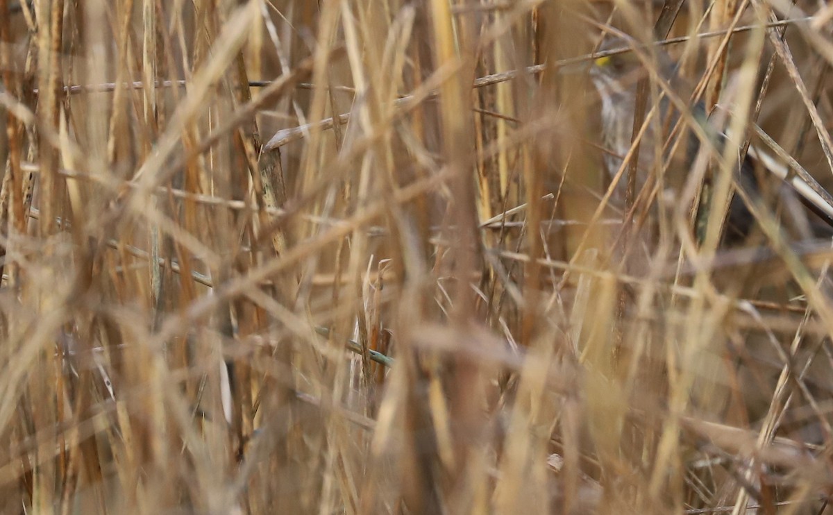 Seaside Sparrow (Atlantic) - ML614165678