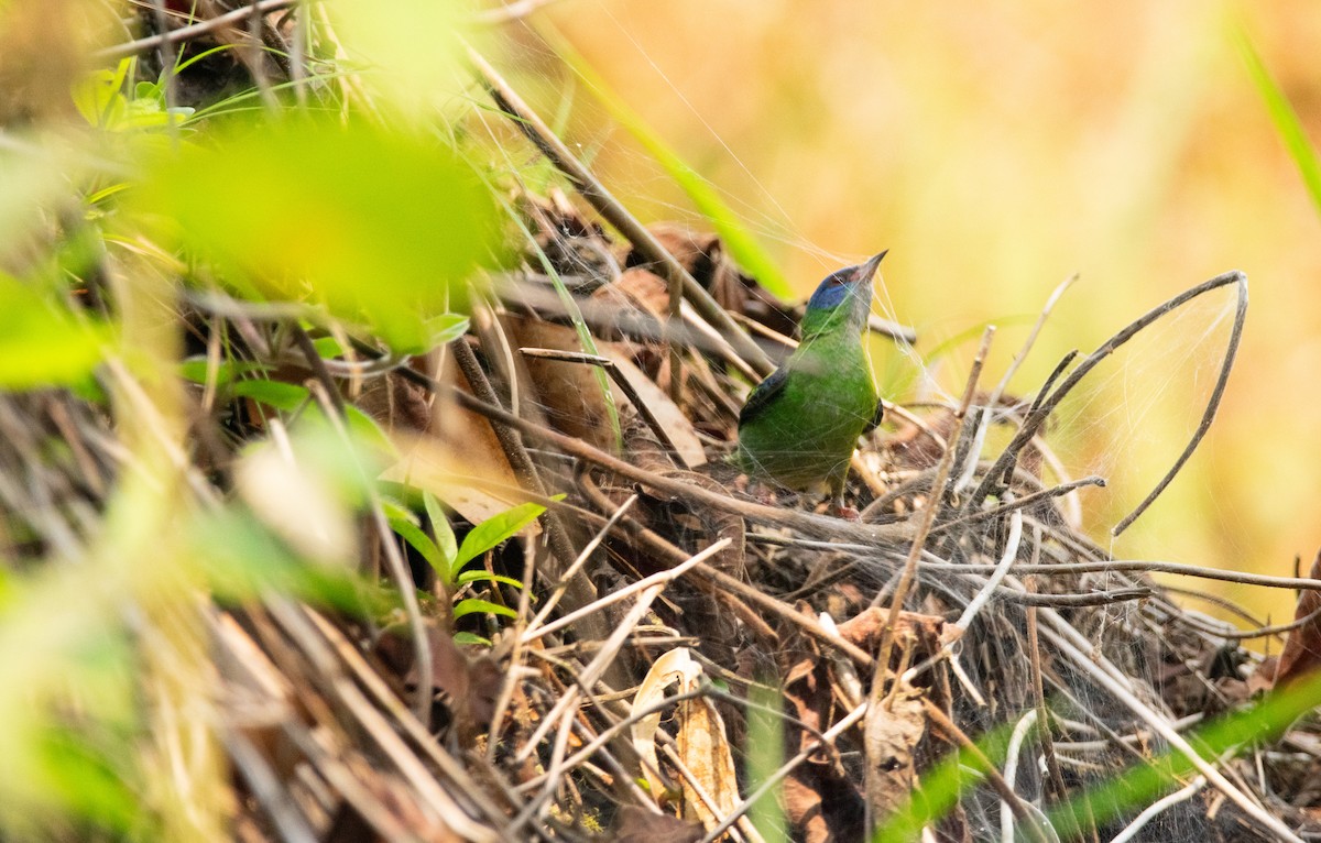 Blue Dacnis - Claudia Castro