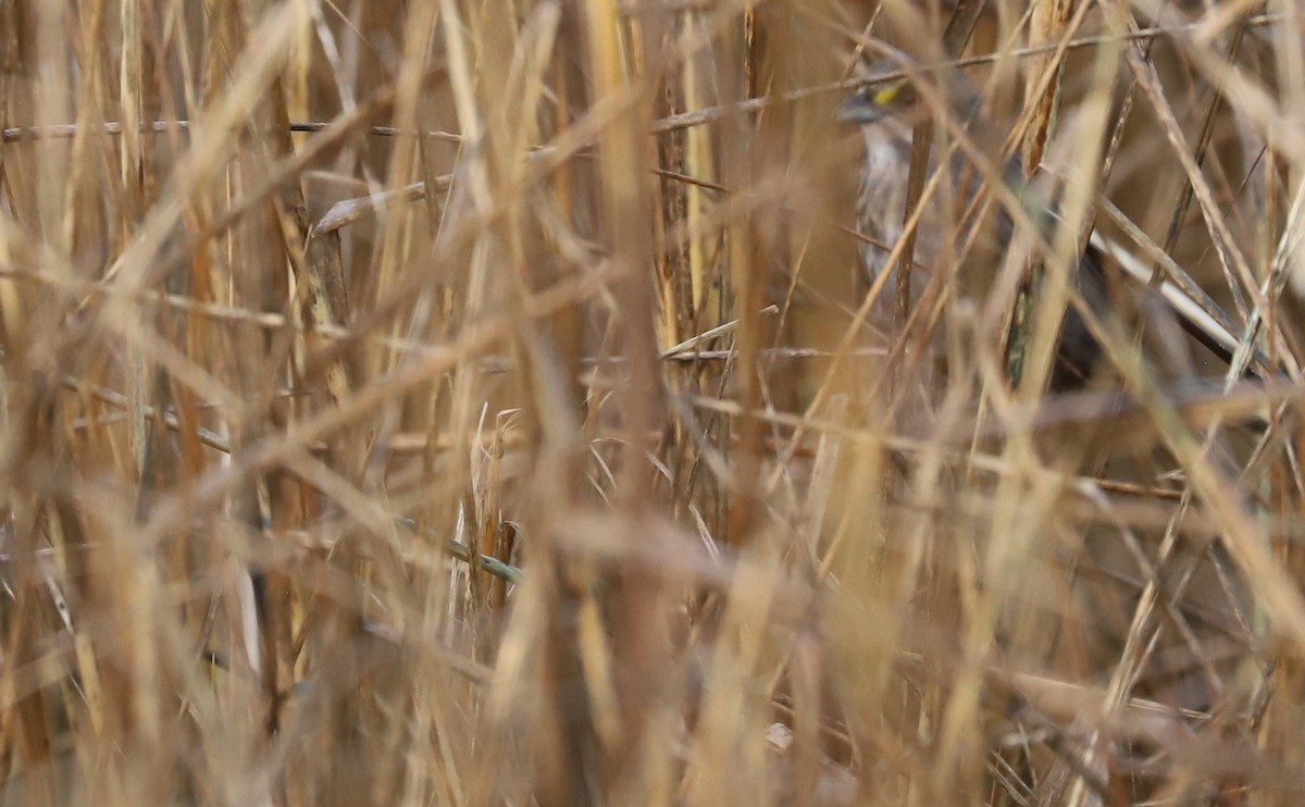 Приморская овсянка-барсучок (maritima/macgillivraii) - ML614165687