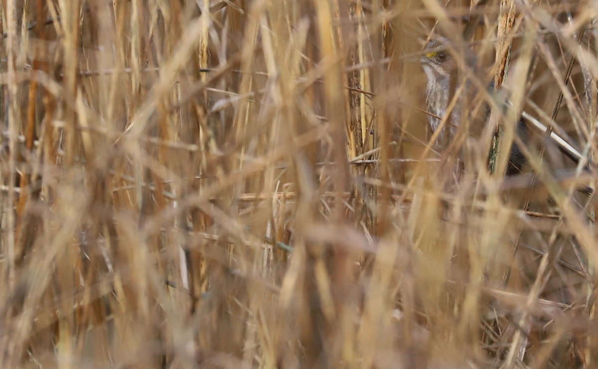 Seaside Sparrow (Atlantic) - Rob Bielawski