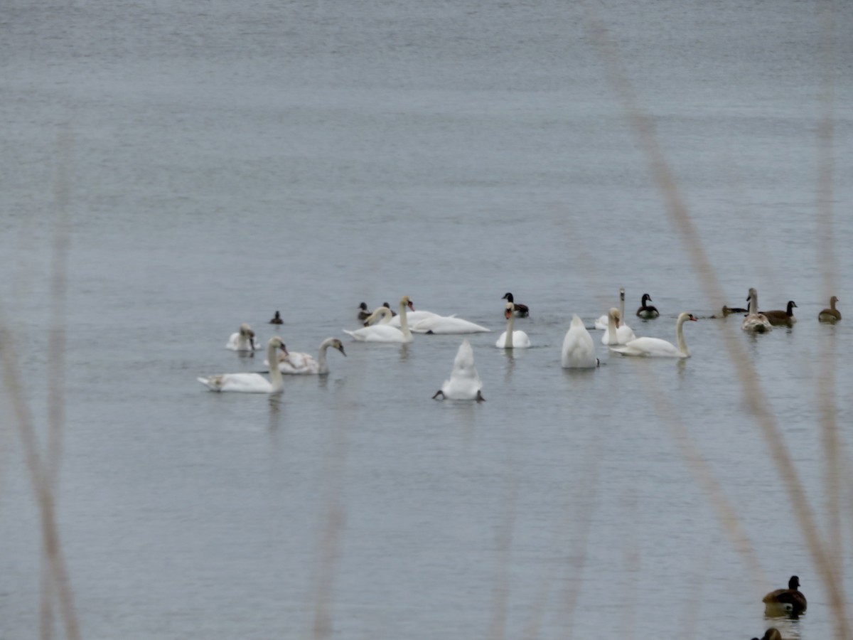 Mute Swan - ML614165762