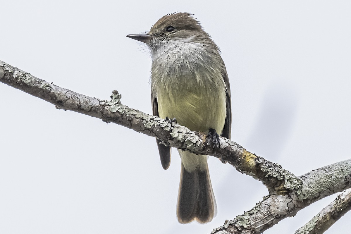 Galapagos Flycatcher - ML614165843