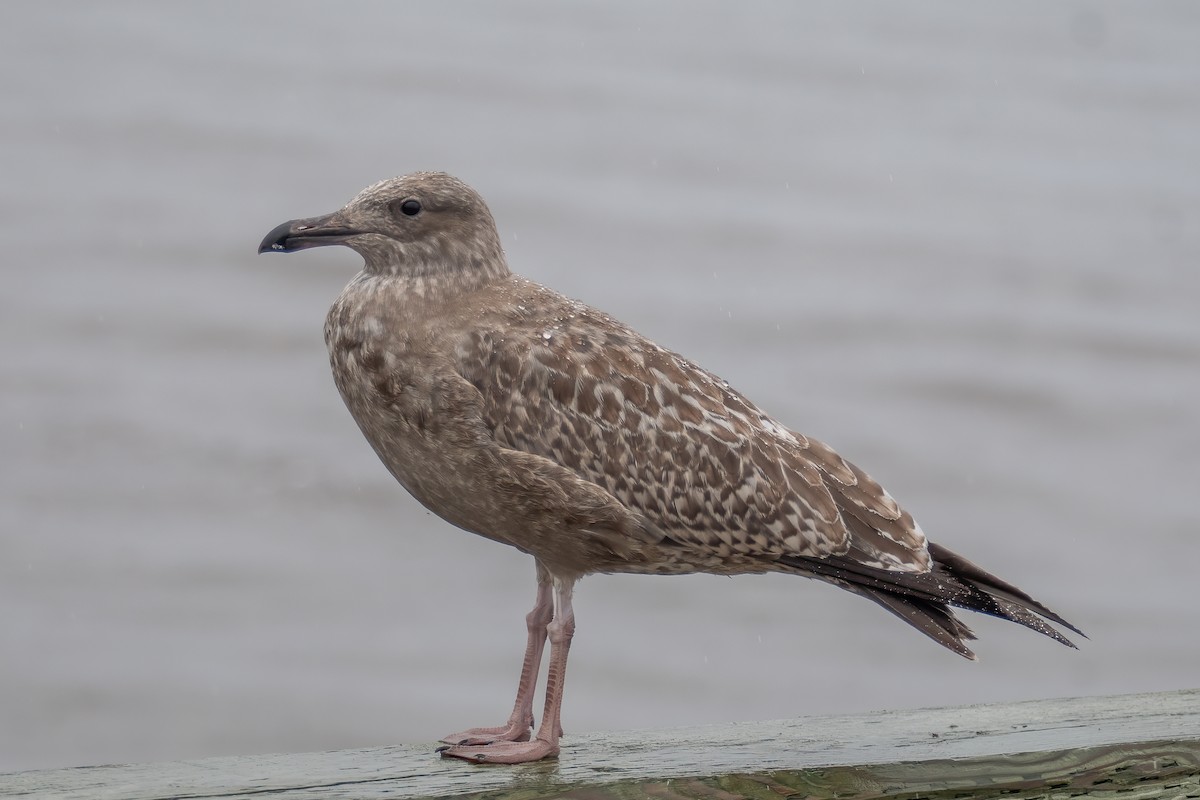 Herring Gull - ML614165872