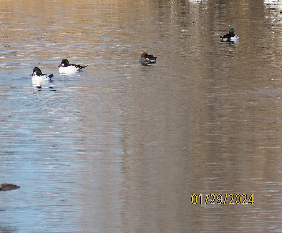 Common Goldeneye - ML614166003