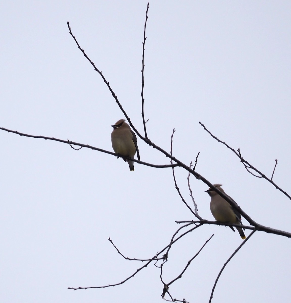 Cedar Waxwing - ML614166074