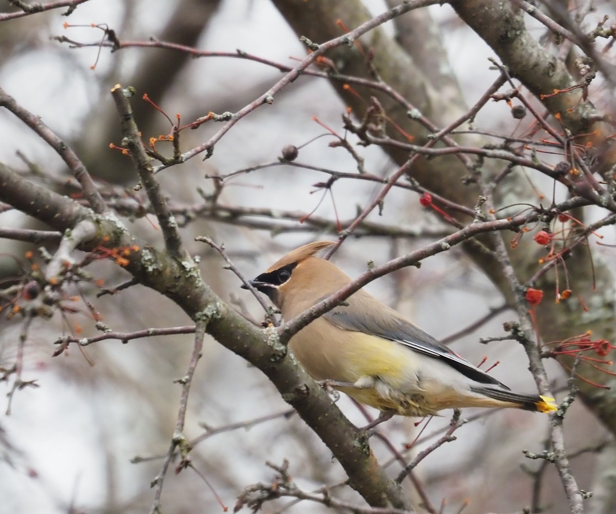 Cedar Waxwing - ML614166079