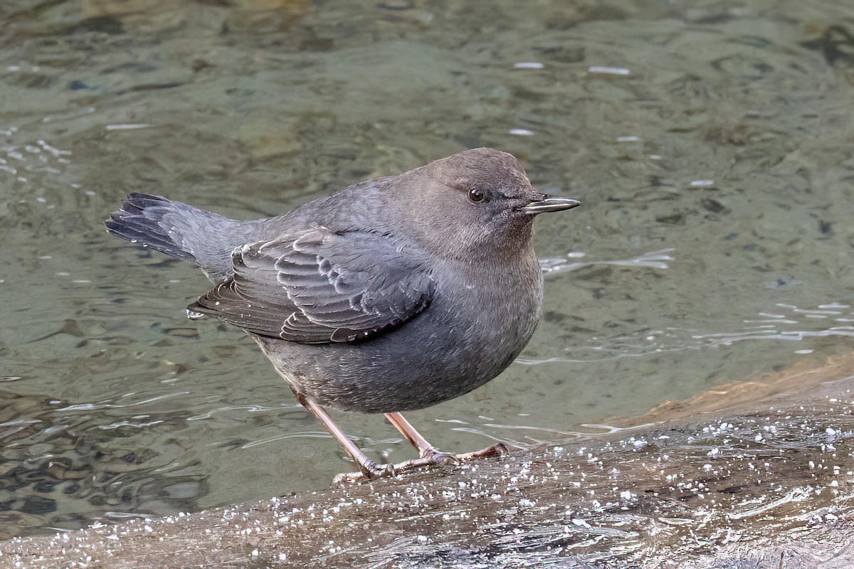 American Dipper - ML614166248