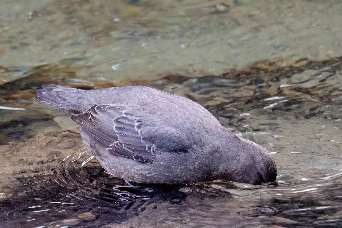 American Dipper - ML614166257