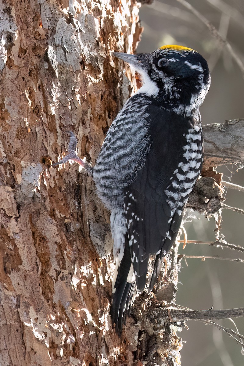 American Three-toed Woodpecker - Alan Knowles