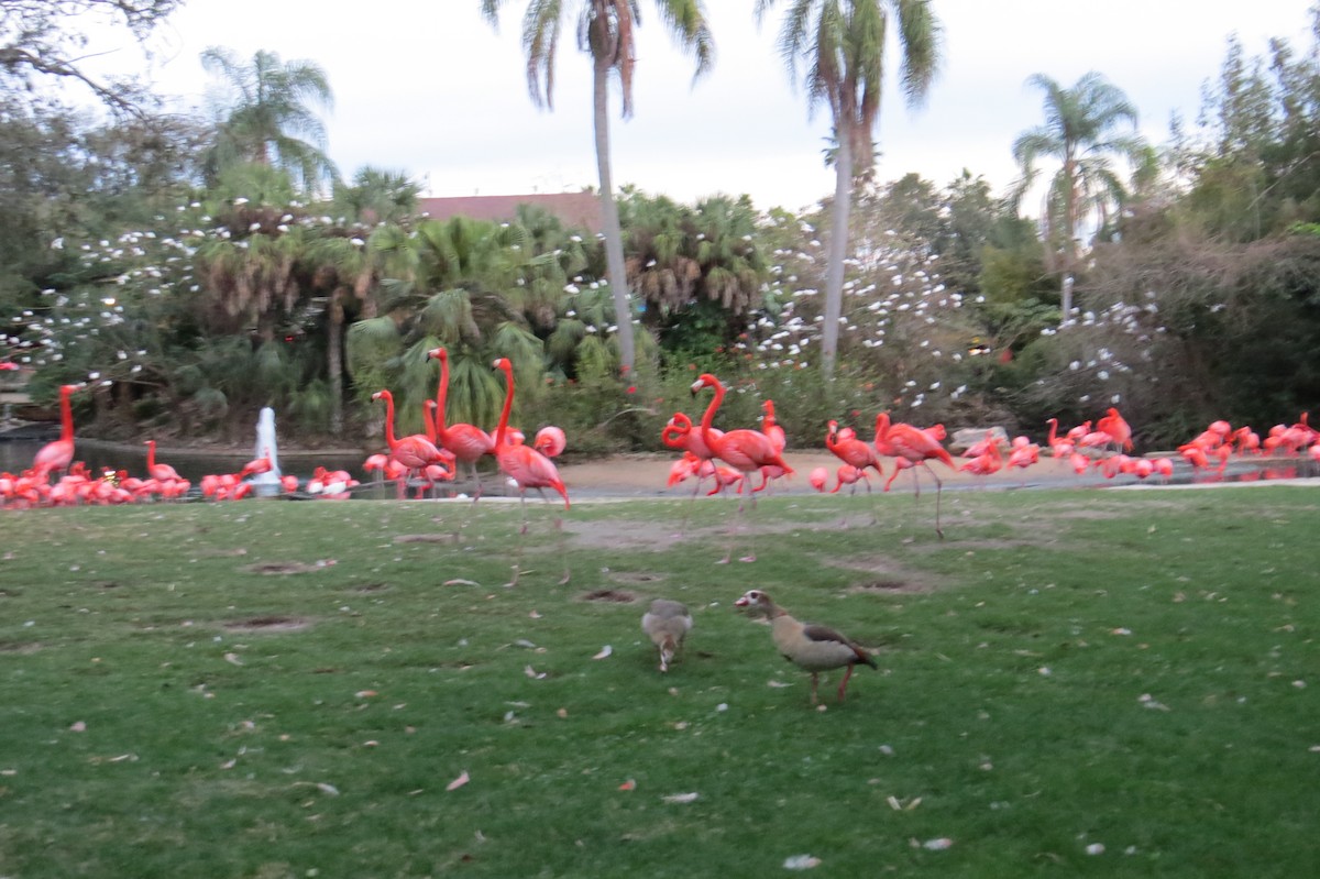 White Ibis - Eric Haskell