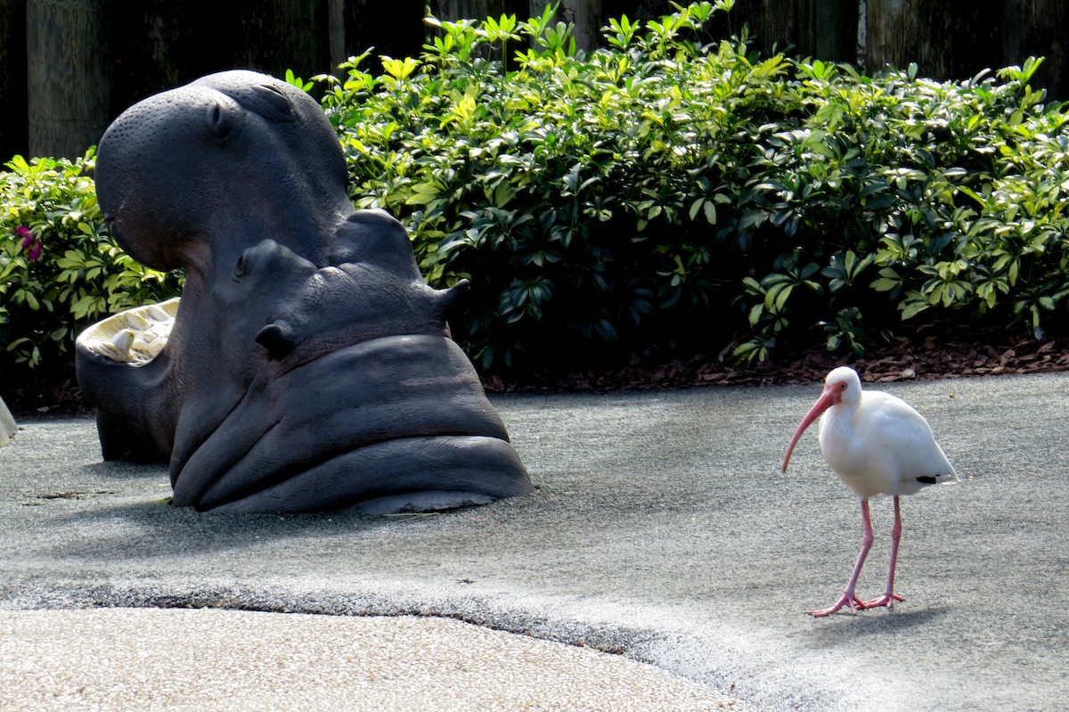 White Ibis - ML614166350