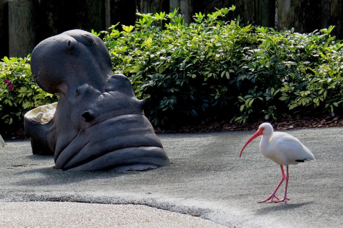 White Ibis - ML614166351