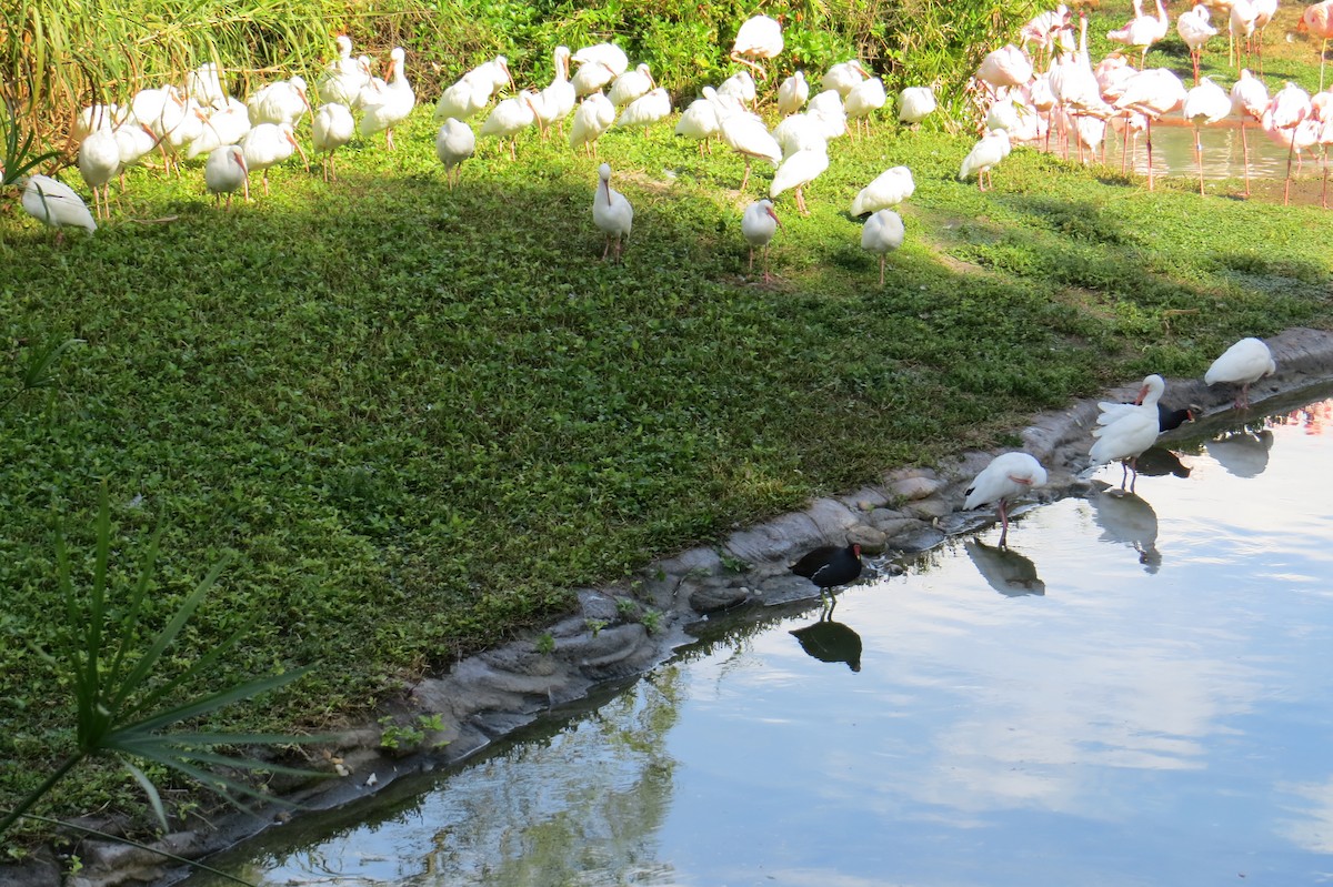 White Ibis - ML614166355