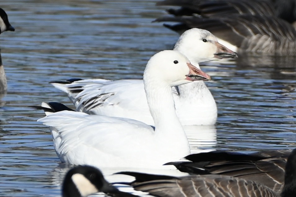 Snow Goose - ML614166477