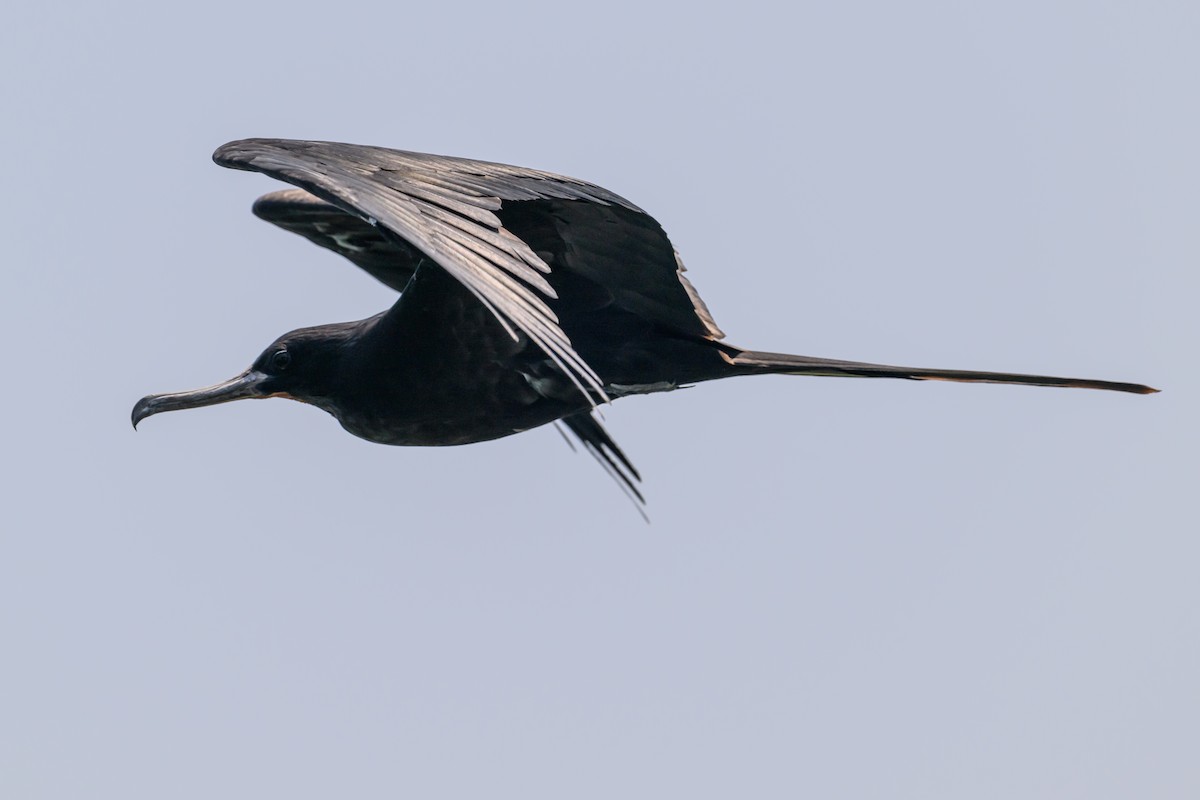 Great Frigatebird - ML614166489