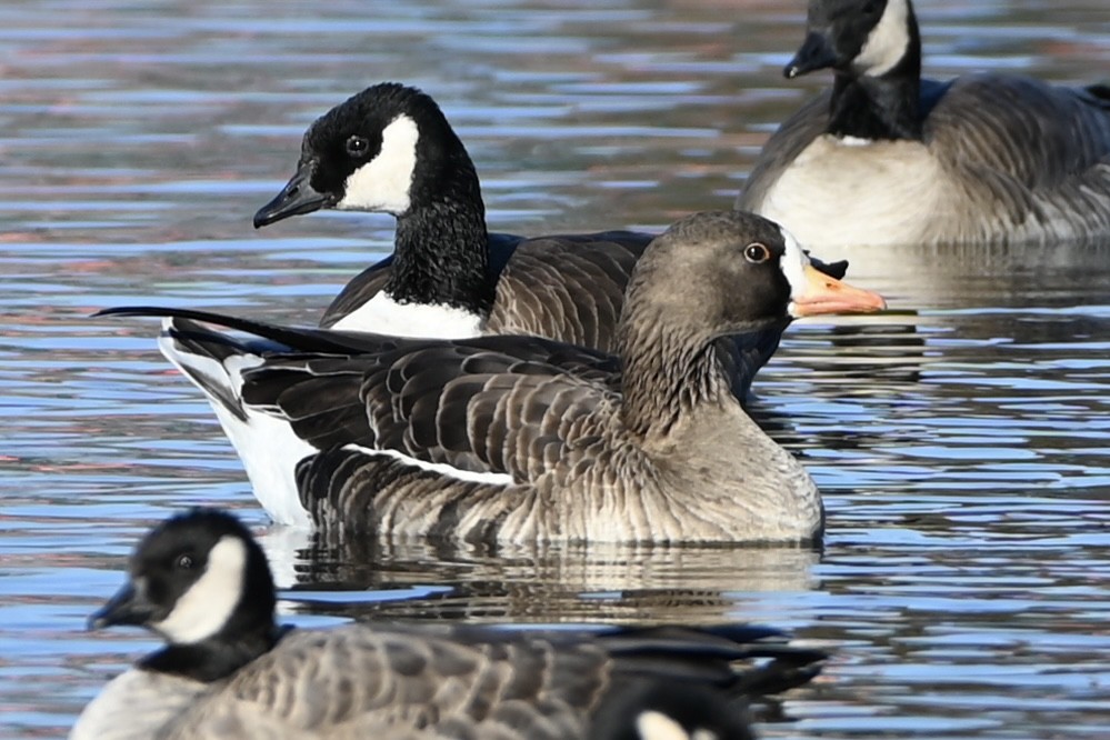 Greater White-fronted Goose - ML614166501